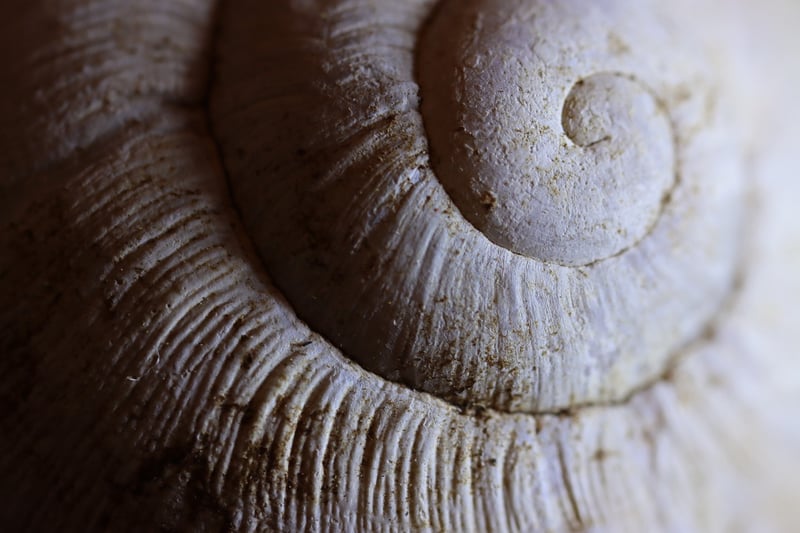 Mermaid Shell Decor