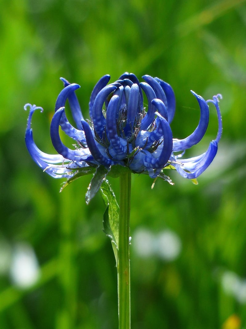 Devil's Claw