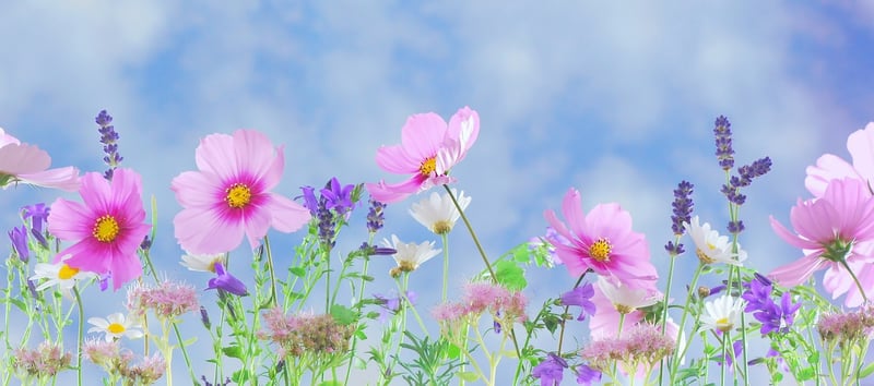 Unicorn Meadow